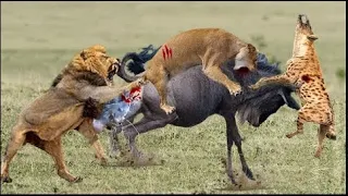 Wildebeest Never Give Up Against Fierce Lions -  Wildebeest Strikes Powerfully