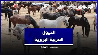 الخيول العربية البربرية.. سلالة مغربية قد يصل ثمنها إلى مليون درهم