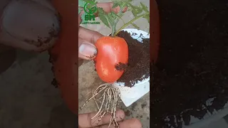 Best Technique for growing Tomatoes at home #shorts #viral #trending #shortsfeed