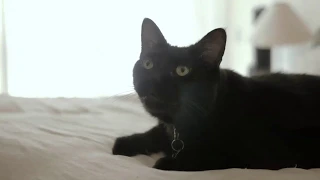 Black Cats are So Funny You Will Die Laughing : Funny cat compilation