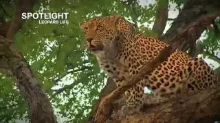Leopard cubs killed by hyena