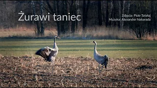 Żurawi taniec - Piotr Tałałaj