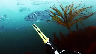 Top 10 Spearfishing Moments 2021 Compilation