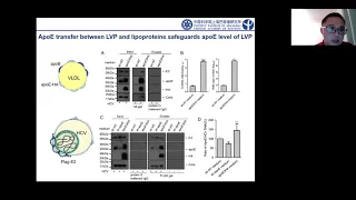 Small Extracellular Vesicles and Hepatitis Virus assembly by Gang Long