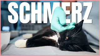 Deine Katze hat SCHMERZEN – ignoriere diese Anzeichen nicht! 🔥