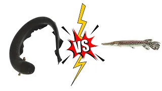 Electric Eel vs Alligator Gar