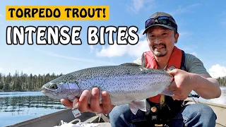 These Torpedo Rainbow Trout are Aggressive! | Fishing with Rod
