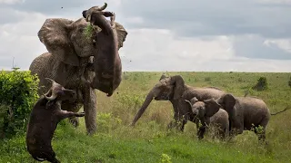 Best Moment Animals Fight Powerful Buffalo Gegen Elephant Elephant Stab Und Kill Baby Buffalo