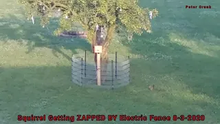 Squirrel Getting ZAPPED BY The Electric Fence 8-3-2020