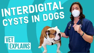Interdigital Cysts in Dogs