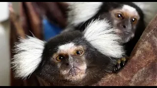 Возвращаем малыша. Примет ли мама? Caring monkey mom.