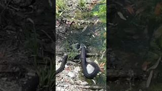 Армянская змея заглатывает лягушку