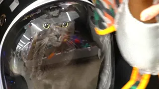 A CAT GOES SHOPPING