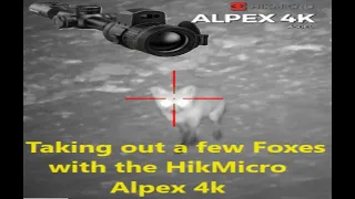 Taking out a few foxes with the  .243 & HikMicro Alpex 4k lrf