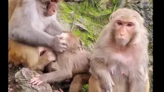 Save Monkey 01 / Many monkeys living in the forest look cute Full HD 1080p