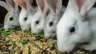 Incredible High-Tech Rabbit Farming | Modern High-Tech Rabbit Farming