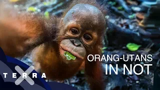 Wildnis in Gefahr: Orang-Utans in Indonesien | Andreas Kieling | Terra X