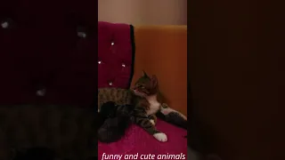 Funny Videos With Cats And Dogs😂😻 Cute Cats Funny Videos.