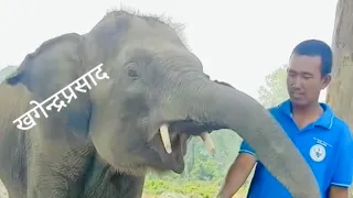 Nepal 🇳🇵Government gift two Elephant Qatar 🇶🇦