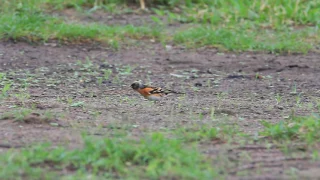 Brambling family, 花雀家族