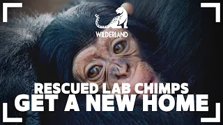BLOOD ISLAND | Liberia's Abandoned Lab Chimps