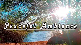 🌿🌞 Peaceful Summer Ambience & Birds Singing by a Lake 🌳 Healing Forest Sounds 🌳 Afternoon Meditation