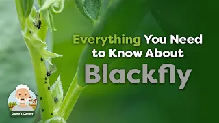 The Complete Guide to Blackfly and Broad Beans