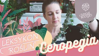 Ceropegia woodii - jak dbać o ceropegię, na jakim stanowisku ją uprawiać