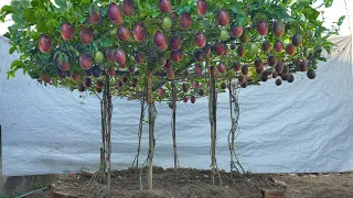 I wish I knew how to grow this passion fruit sooner. Lots of fruit and very sweet