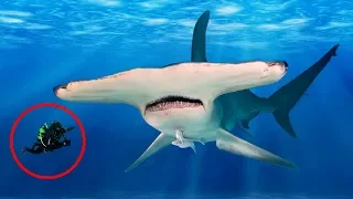 Most UNBELIEVABLE Facts About HAMMERHEAD Sharks!
