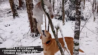 охота с русскими гончими на зайца. два трофея взято .22 .11.21