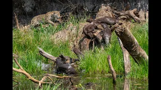 A Jaguar stalks and attacks a family of Giant River Otters!