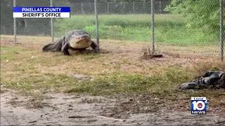 Huge gator seen walking path near a Florida school