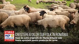 Creșterea oilor Suffolk în România
