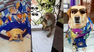 best dog🐕 comedy videos ever part-2🤣 | funny | viral video🔥 | Anant rastogi