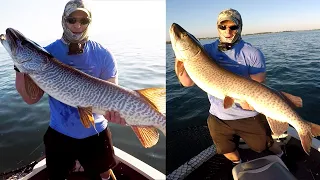 Two 50 inch Musky in 1 Day? Chaos Posseidon Lake St. Clair
