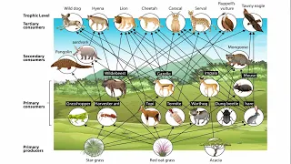 Food Webs and Trophic Cascades