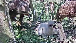 Andris brings vole gave it to little one~12:45 pm 2020/06/18