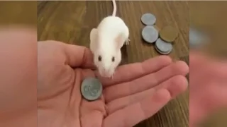 Умная мышка