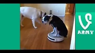 The Best Funny Animals VINES of SEPTEMBER 2013 Compilation! (34 VINES!) [HD] Part 20