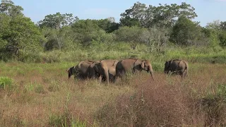 Asian Elephants Sigiriya - 28-3-24 Howard Vaughan