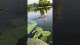 Поймал Чайку на спиннинг