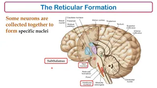 MED LEVEL3 NEUII Motor Function of the Brain Stem