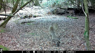 New Forest - April 2023 Trail Cam Footage