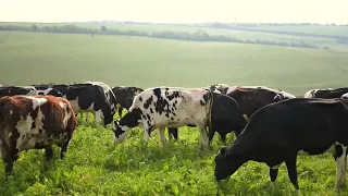 Meet the Producer: Hollis Mead Organic Dairy