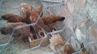 CUIDADO DA NOSSA CRIAÇÃO DE GALINHAS