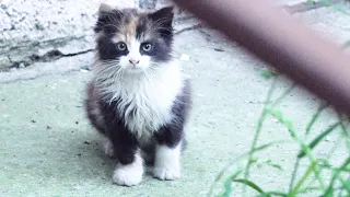 I found fluffy calico kitten