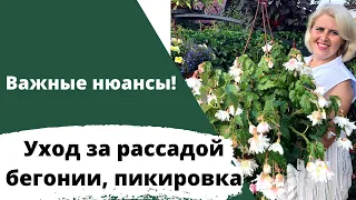 Все особенности ухода за рассадой бегонии! Как не загубить рассаду в первые 2 месяца ее жизни!?