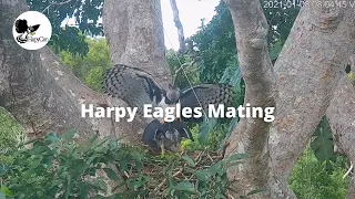 Harpy Eagles Mating Habits in the Peruvian Amazon Tambopata | Harpycam PERU