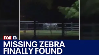 Missing North Bend zebra finally caught | FOX 13 News